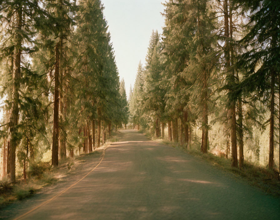 Tranquil road through tall evergreen trees