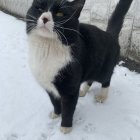 Striking-eyed black and white cat on soft blue background