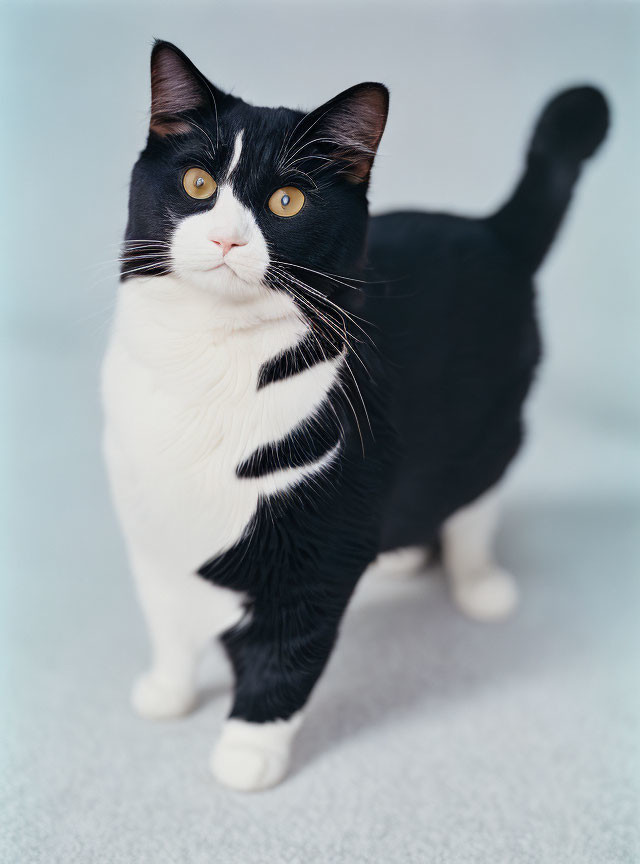 Striking-eyed black and white cat on soft blue background