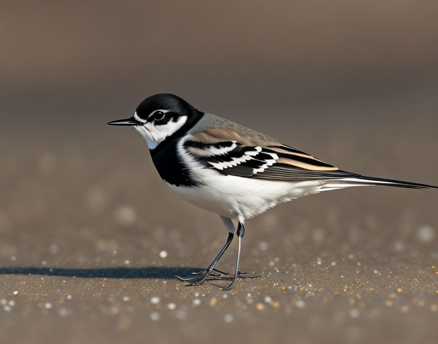 Monochrome bird with unique markings in soft light on sandy ground