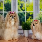 Long-haired Shih Tzu dogs with pink bows indoors by a window.