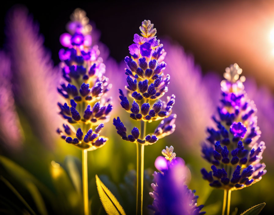 Vibrant purple lavender flowers at sunset with soft-focus background