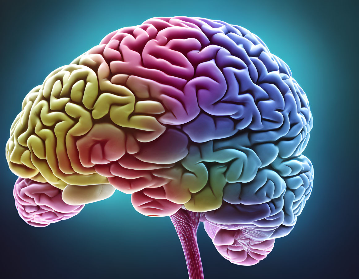 Detailed 3D illustration of human brain with colorful gradient from yellow to purple