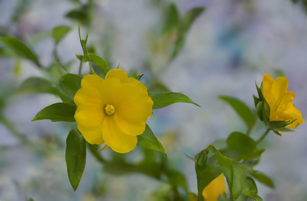 Yellow Flowers and Green Leaves on Blue and White Background