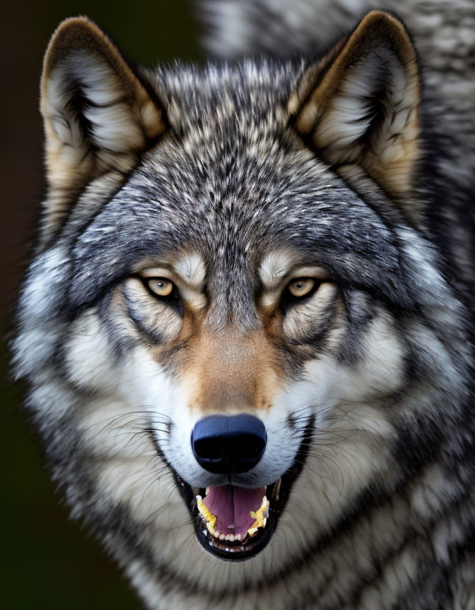 Gray wolf with piercing eyes and open mouth in close-up shot