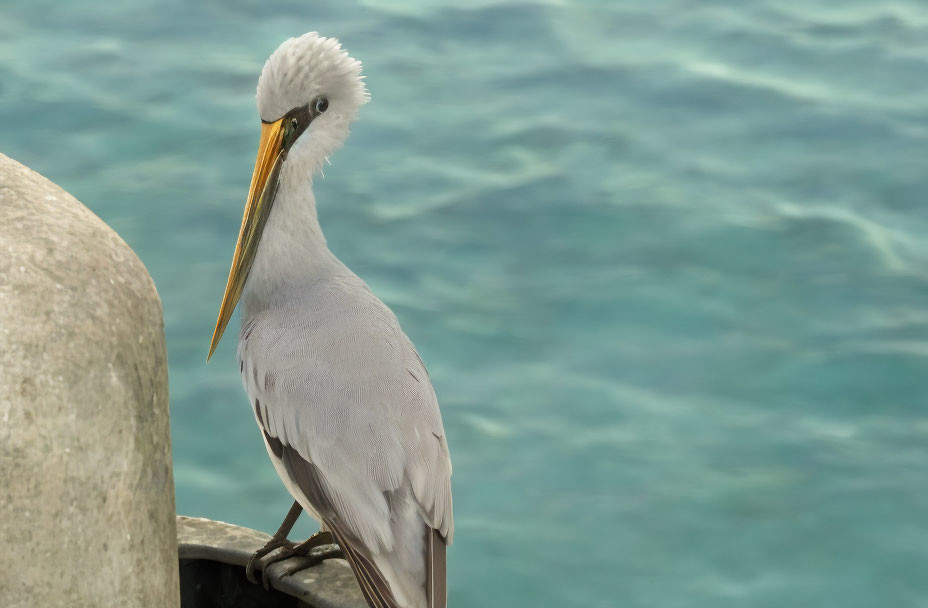 White Bird with Yellow Beak and Crest Perched Near Water