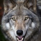 Gray wolf with piercing eyes and open mouth in close-up shot