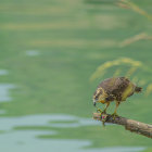 Solitary hawk perched on wooden branch above calm waters