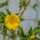 Yellow Flowers and Green Leaves on Blue and White Background