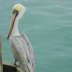 White Bird with Yellow Beak and Crest Perched Near Water