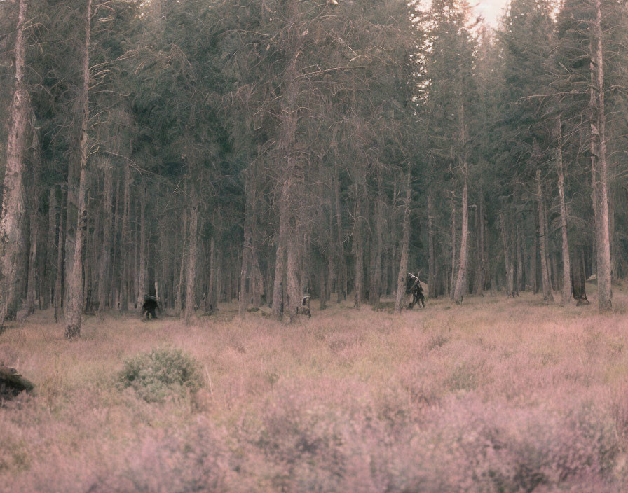 Tranquil forest scene with tall trees and purple-tinted foliage