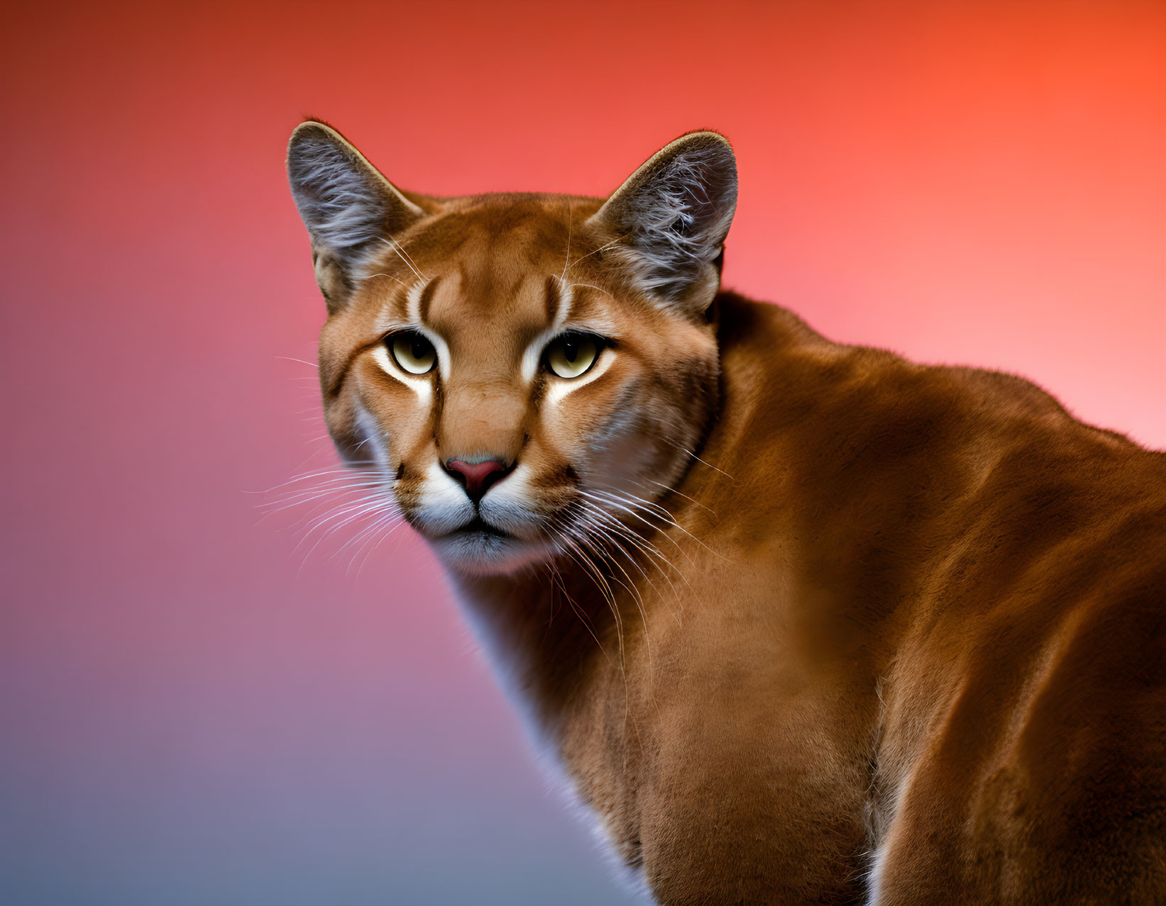 Puma on Red and Blue Gradient Background