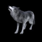 Realistic 3D Grey Wolf Rendering with Detailed Fur Texture