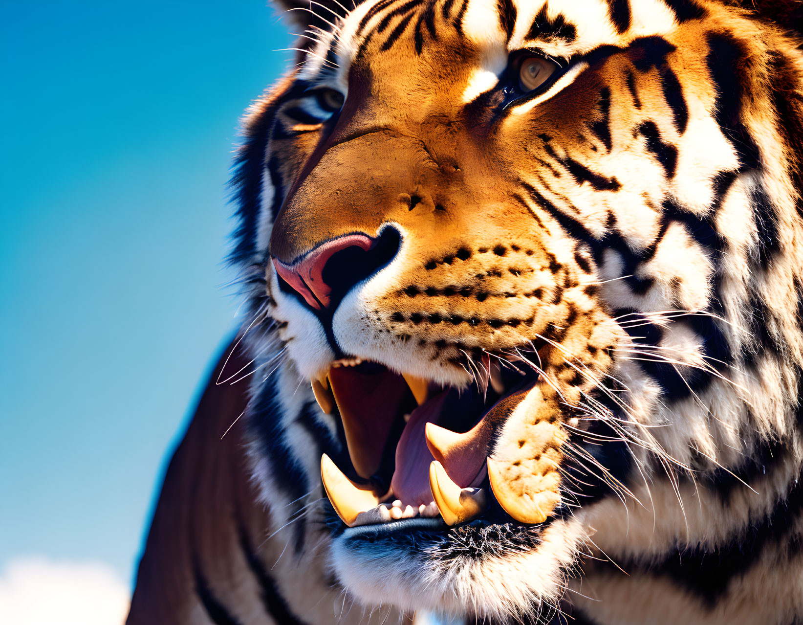 Tiger with open mouth displaying sharp teeth