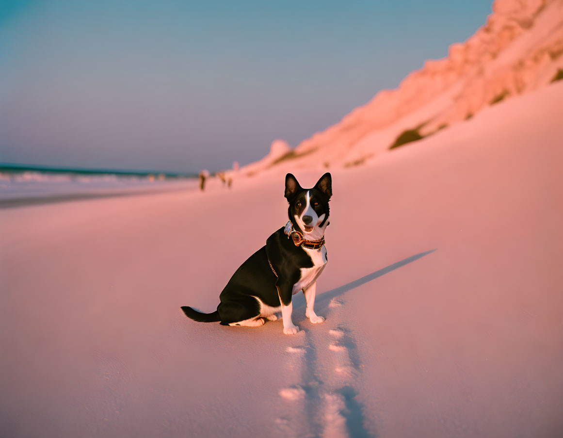 Black and white dog on sandy beach with sunset and sand dunes in background