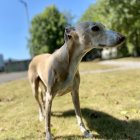 Colorful Iridescent Dog in Surreal Rainbow Landscape