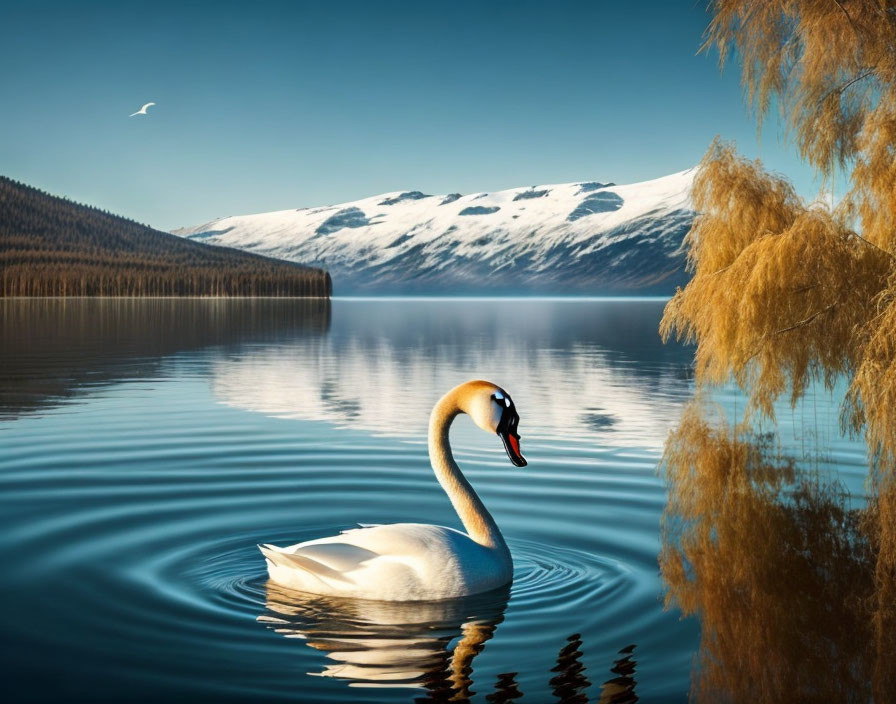 Swan on calm lake with mountains and willow tree branches