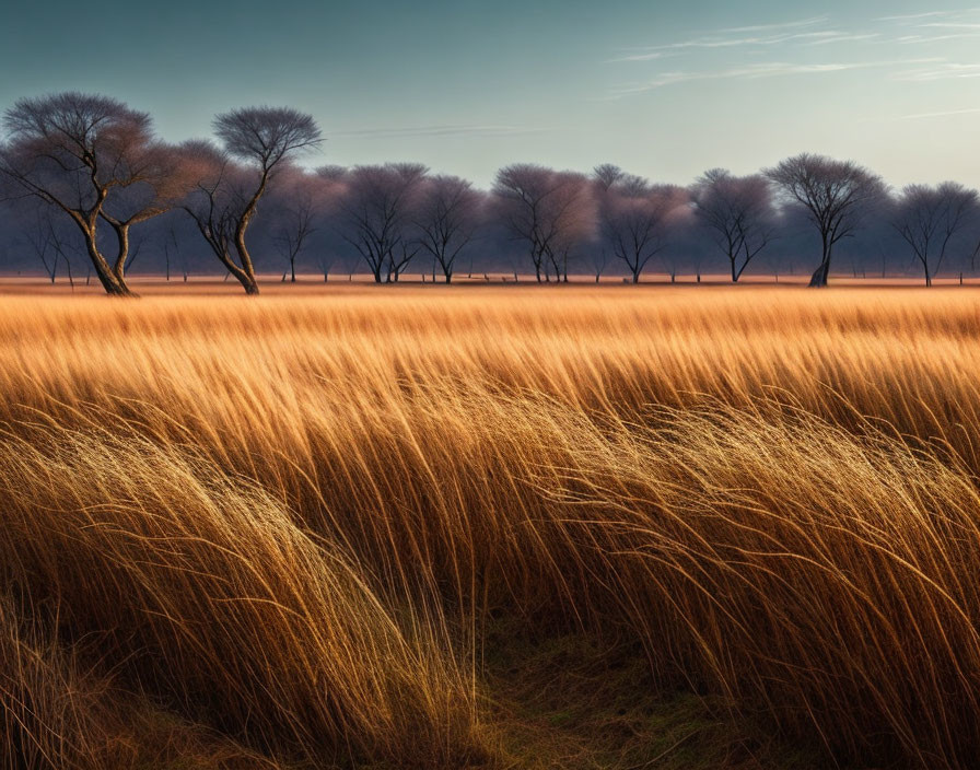 Golden tall grass and bare trees against dusky sky