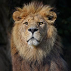 Majestic lion with voluminous mane in focused gaze