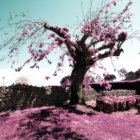 Twisted trunk tree with vibrant purple blossoms in a field of wildflowers