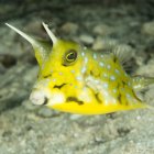 Speckled Yellow-Green Fish Swimming in Sparkling Underwater Background