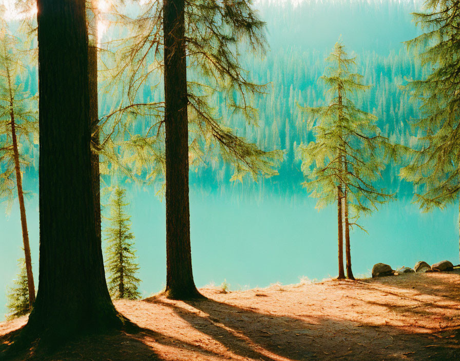 Tranquil forest scene: Sunlight through tall pine trees by a turquoise lake