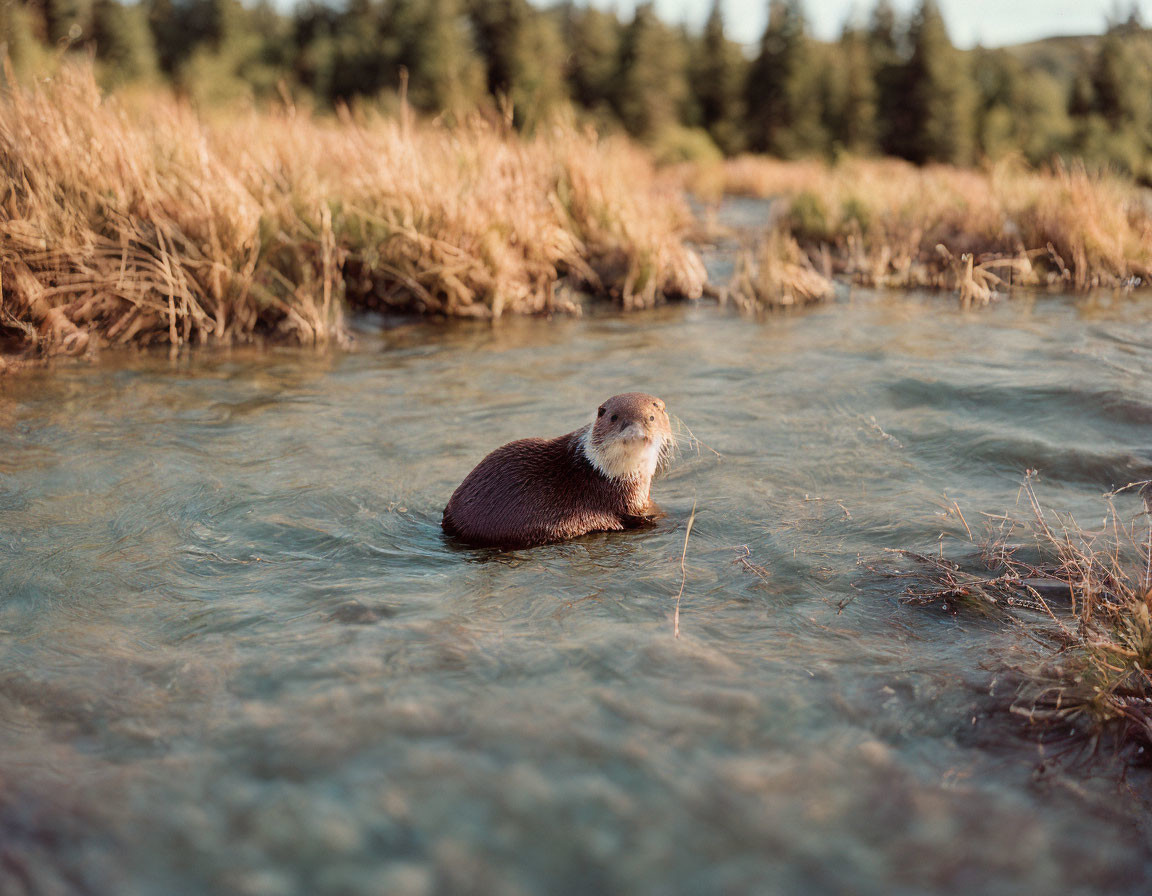 Otter in Shallow Stream at Golden Hour with Wet Fur