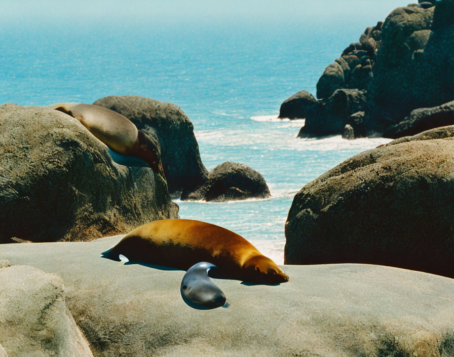 Marine seals on rocky coast with ocean view