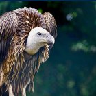 Colorful creature with hedgehog spines, bird head, and fluffy tail in vibrant foliage