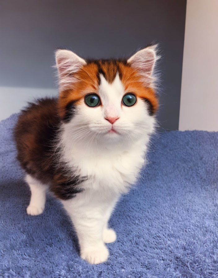 Tricolor kitten with blue eyes on blue surface