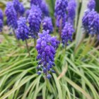 Blue-purple pointed petal flowers in fresh garden scene