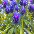 Colorful fairy with iridescent wings in purple flower garden.