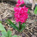 Pink Flowers Among Twinkling Lights and Blue Leaves