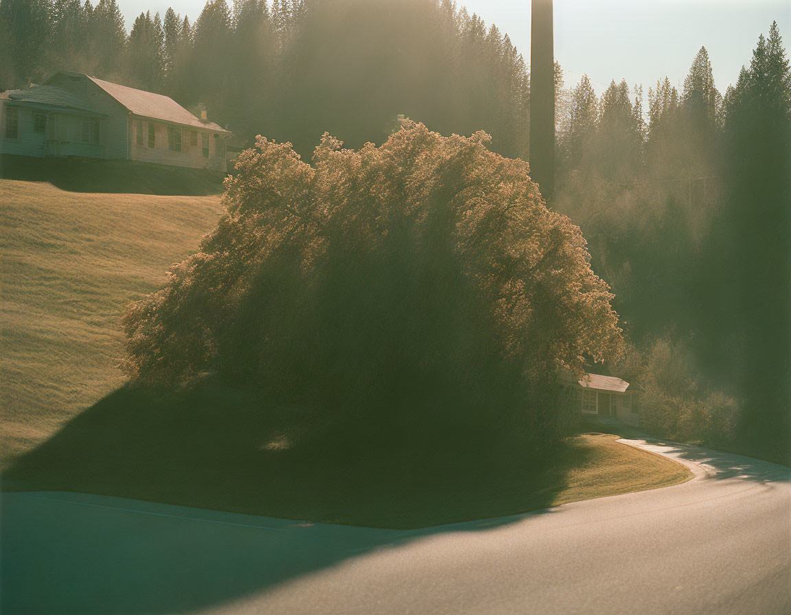 Sunlit tree casts shadow over winding road with quaint houses.