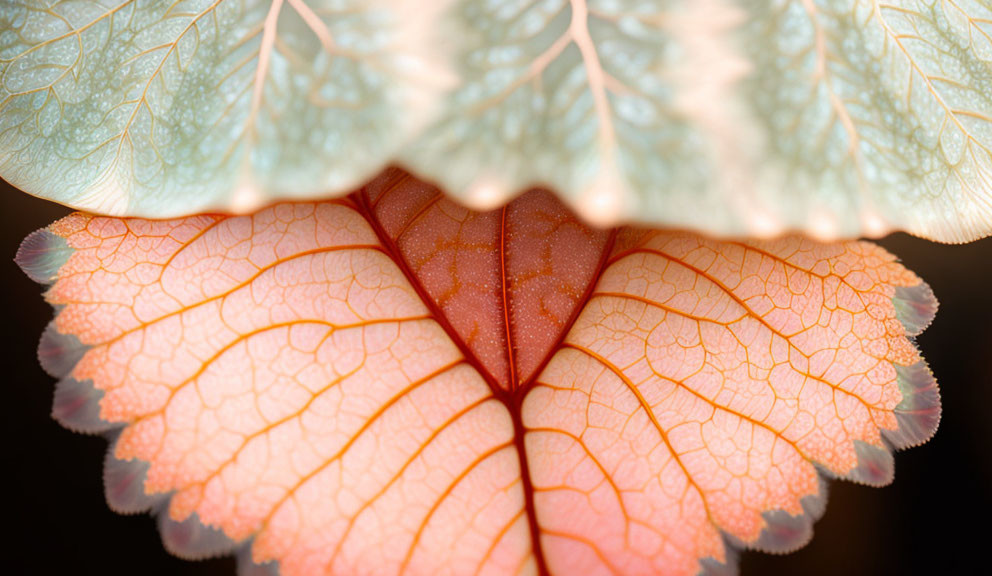 Detailed shot of overlapping leaves: pale green top leaf, bottom leaf transitions from orange to pink