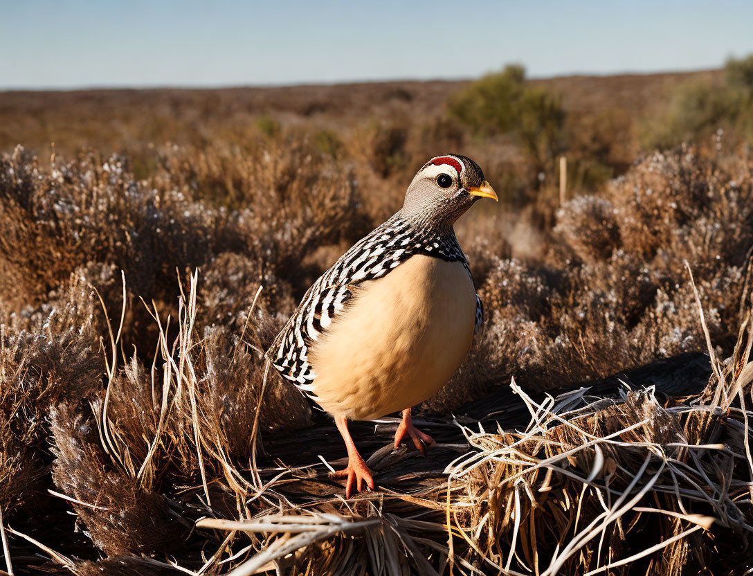 Speckled bird with yellow and black beak in arid landscape