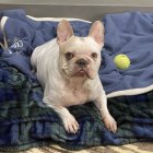 Tan and White Bulldog Resting on Bed with Blue Pillows and Dark Green Blanket