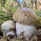 Fluffy White Snowman Figure in Forest with White Spheres