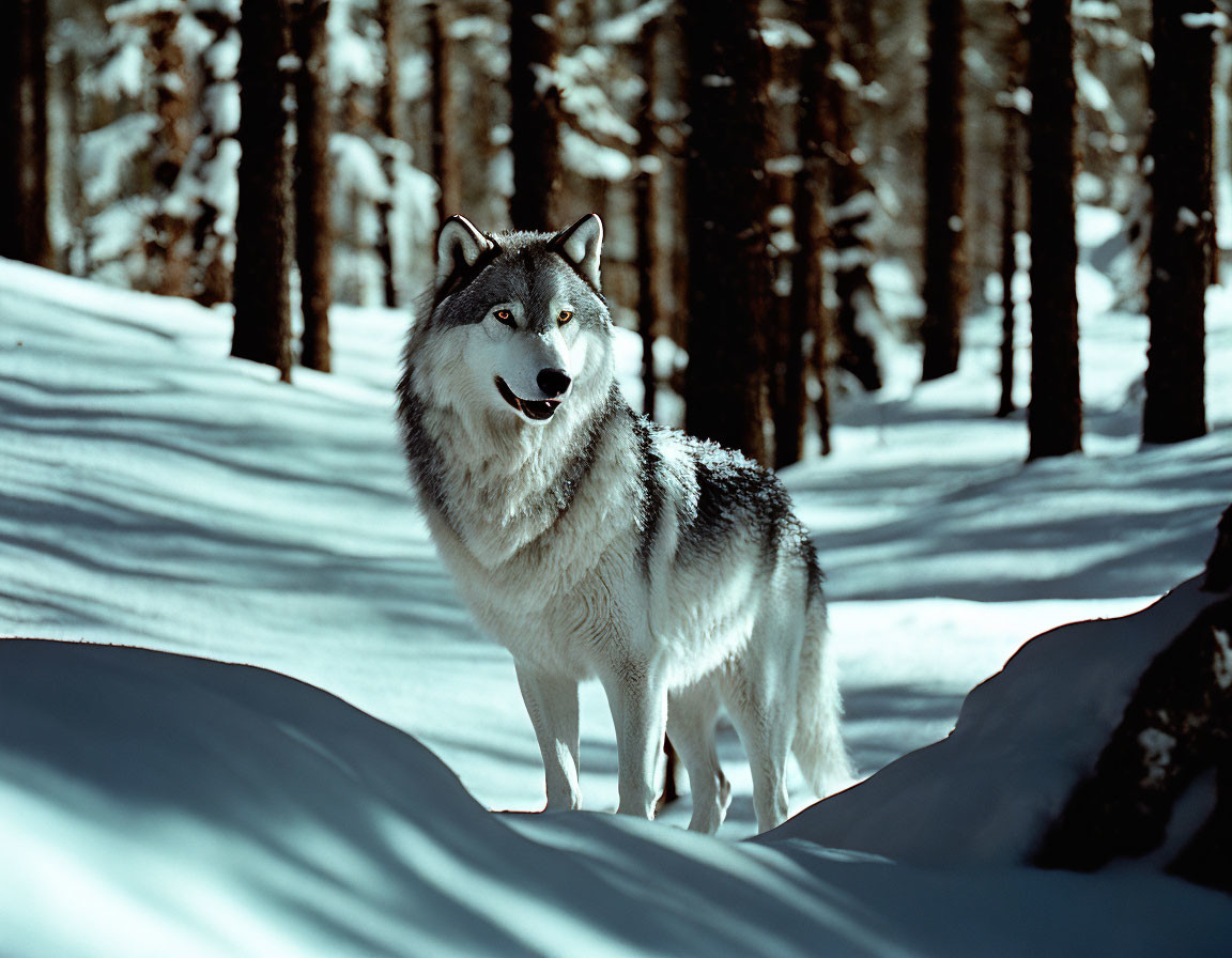 Solitary wolf in snowy forest under sunlight and shadows