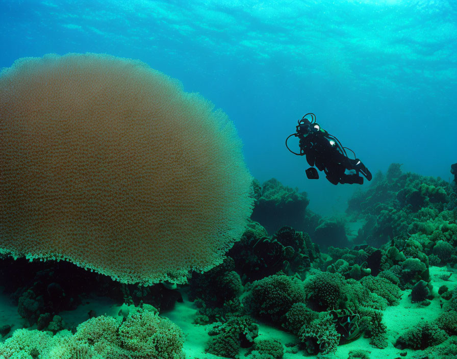 Underwater Scuba Diver Explores Vibrant Coral Reef