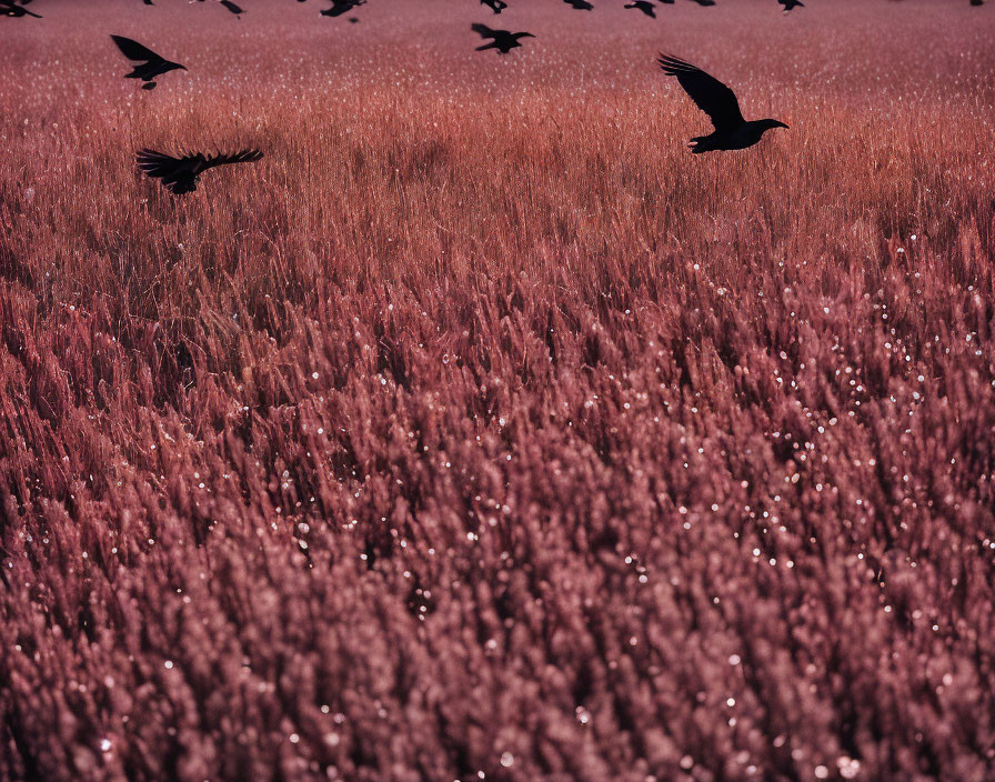 Three Birds Flying Over Pinkish-Purple Grass Field at Dusk