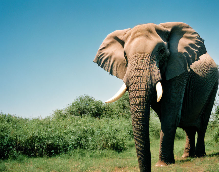 Majestic elephant with tusks in green field under blue skies