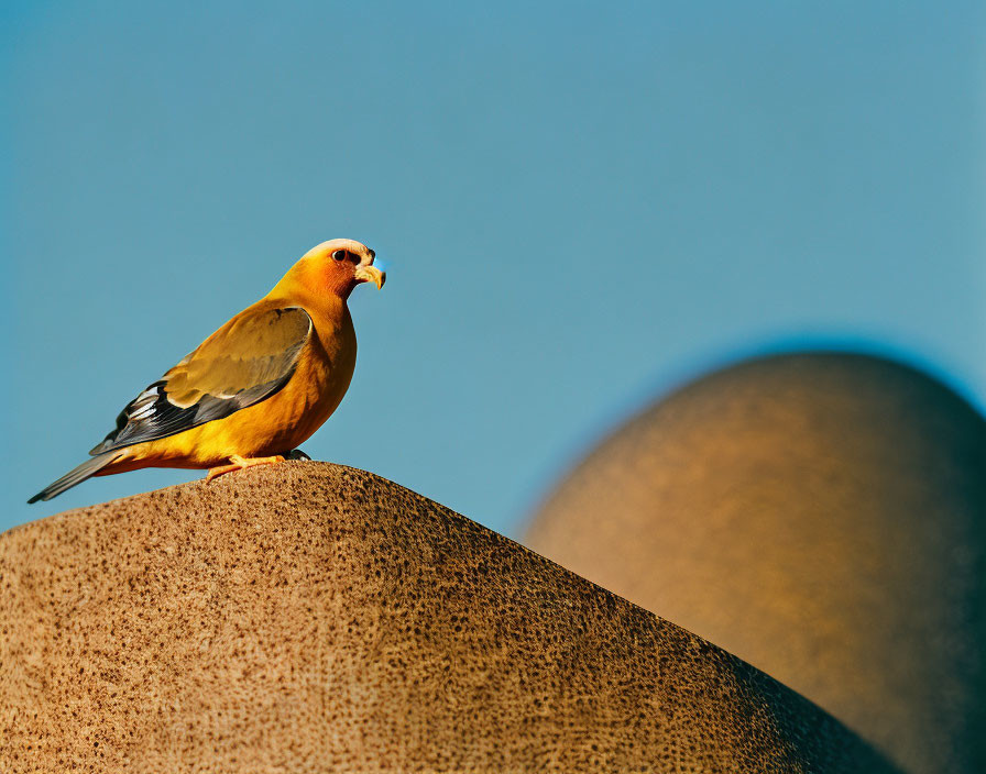 Golden-yellow bird perched on curved stone structure against blue sky