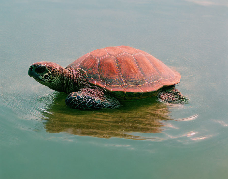 Brown-shelled sea turtle swimming in clear greenish-blue waters