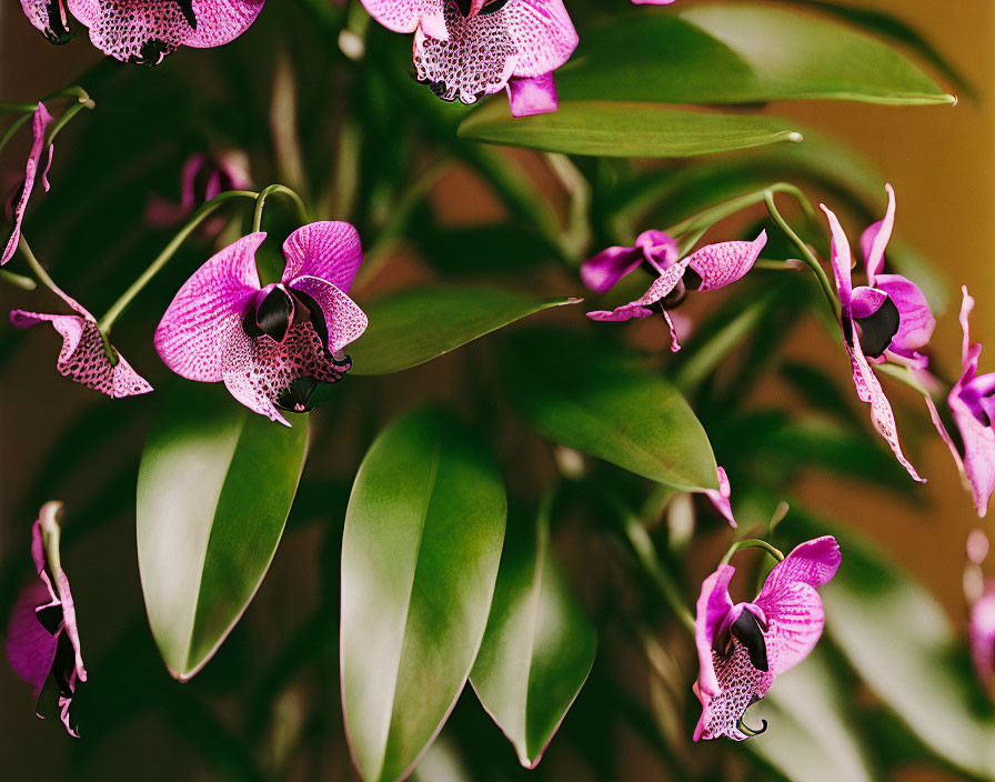 Pink and White Speckled Orchids with Green Leaves on Soft Background