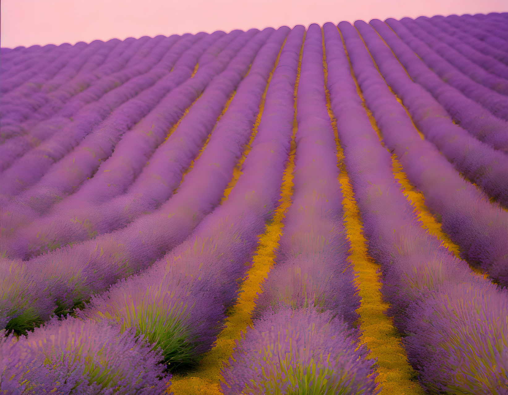 Lavender Rows Under Pink Sky with Yellow Wildflowers