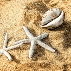 Colorful Seashells, Starfish, and Coral on Sandy Background