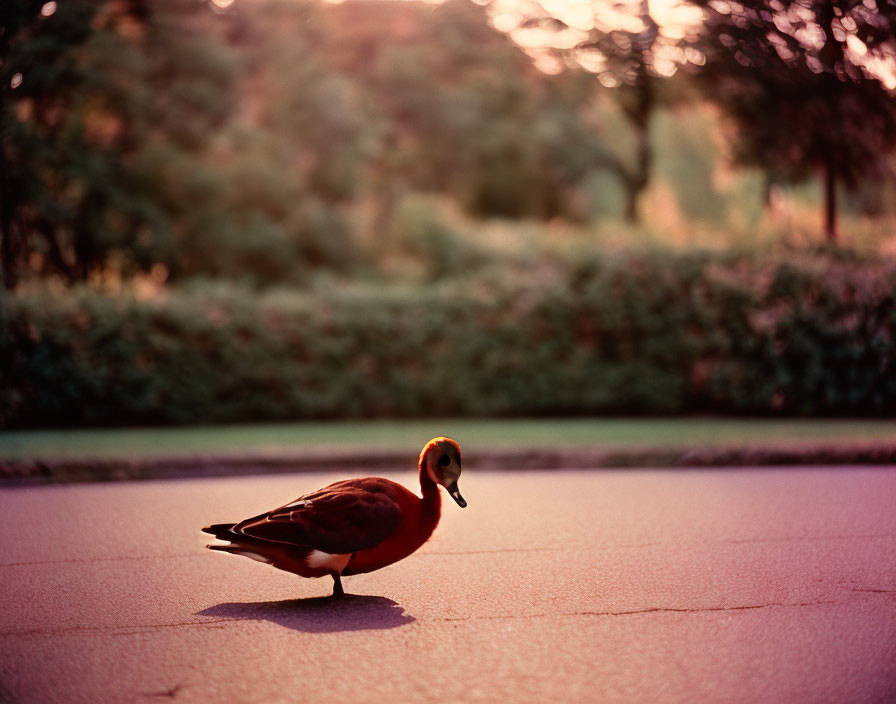 Duck standing on paved path in serene park at dusk