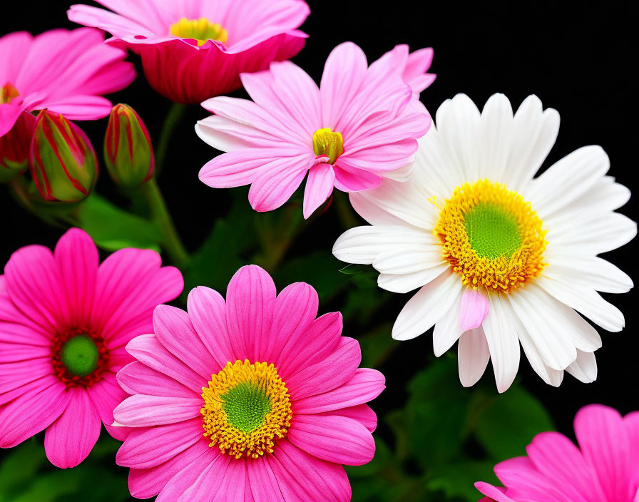 Bright Pink and White Daisy Flowers on Dark Background