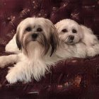 Fluffy Dogs with Expressive Eyes Against Colorful Patterned Background